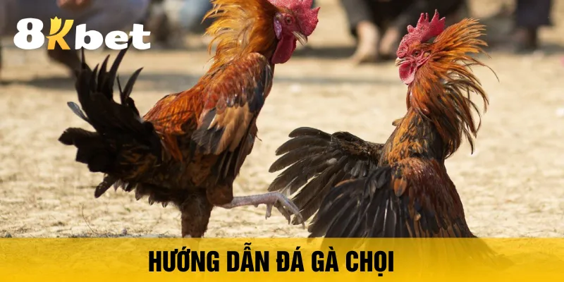 huong-dan-da-ga-choi